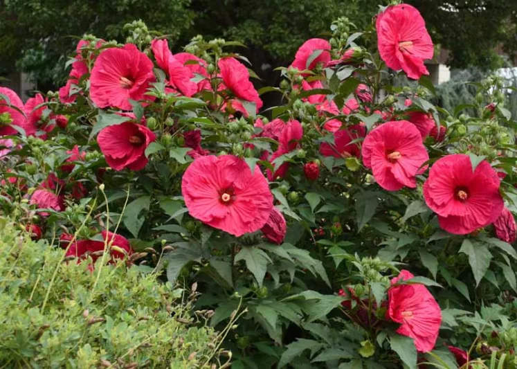 Hibiscus 'Summer in Paradise', Rose Mallow 'Summer in Paradise', Shrub Althea 'Summer in Paradise', Flowering Shrub, Red flowers, Red Hibiscus