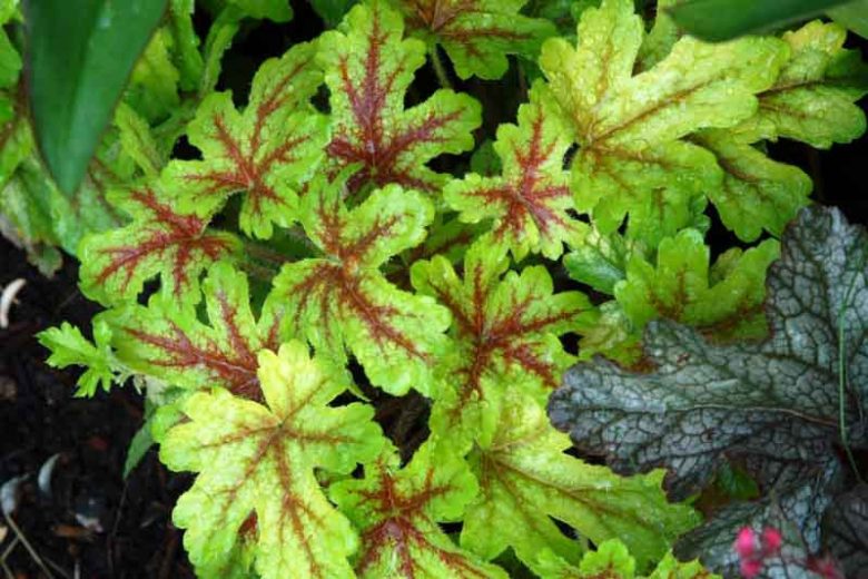 Heucherella 'Alabama Sunrise', Foamy Bells 'Alabama Sunrise, Shade plants, Evergreen perennials, Yellow Heucherella, Yellow Foamy Bells