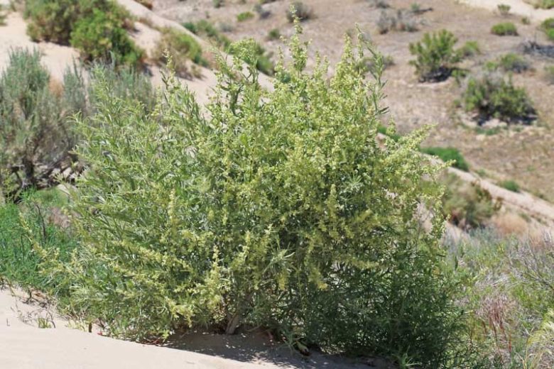 Atriplex canescens, Chamiso, Four-Wing Saltbush, Wing-Scale, Chamise, Chamize, White Greasewood, Saltsage, Fourwing Shadscale, Bushy Atriplex