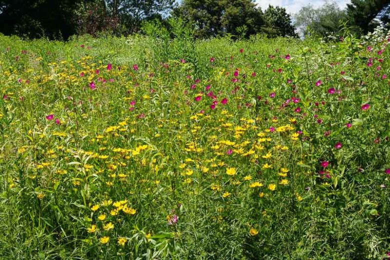 Coreopsis palmata, Stiff Tickseed, Stiff Coreopsis, Finger Coreopsis, Drought tolerant plants, dry soil plants, heat tolerant plants, humidity tolerant plants, yellow flowers