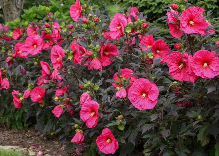 Hibiscus 'Evening Rose', Rose Mallow 'Evening Rose', Shrub Althea 'Evening Rose', Summerific Collection, Flowering Shrub, Pink flowers, Pink Hibiscus