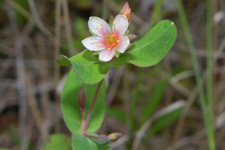 Triadenum virginicum, Virginia Marsh St. Johnswort, Hypericum virginicum, Florida Native Plant, Florida Native Perennial