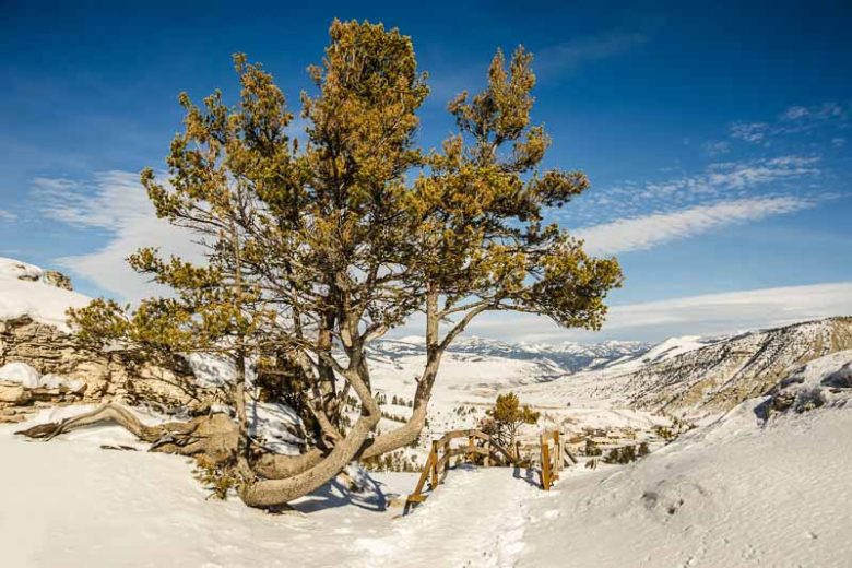 Pinus albicaulis, Whitebark, Evergreen Conifer, Evergreen Shrub, Evergreen Tree,