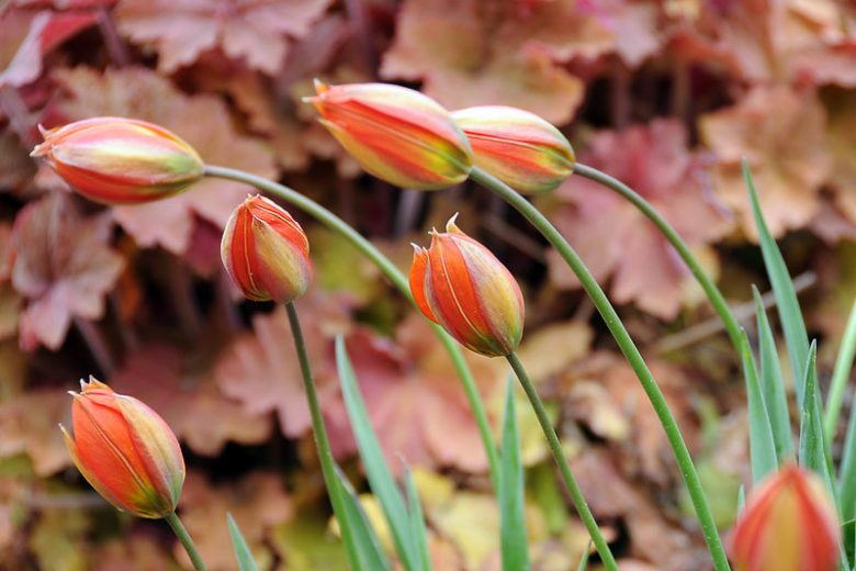 Tulipa Whittallii, Tulip Whittallii, Botanical Tulip, Tulip Species, Rock Garden Tulip, Wild Tulip