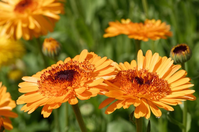 Calendula  officinalis 'Crown Orange', Pot Marigold Crown Orange, English Marigold Crown Orange, Orange Calendula, Orange Pot Marigold, Orange Marigold