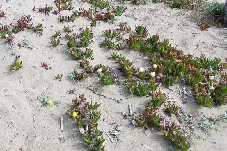 Camissoniopsis cheiranthifolia, Beach Primrose, California Evening Primrose, California Evening-primrose, California Primrose, California Suncup, Oenothera californica, Yellow Flowers, Perennial Flowers