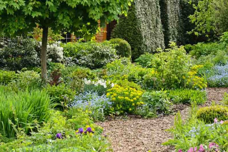 Euphorbia Polychroma, Cushion Spurge,  Many-Colored Spurge, Euphorbia Epithymoides, Yellow flowers, Drought tolerant perennial, Deer resistant perennial, rabbit resistant perennial