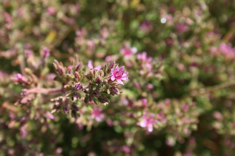 Frankenia salina, Alkali Seaheath, Alkali Heath, Yerba Reuma, Frankenia grandifolia, Frankenia grandifolia var. campestris, Ocimum salinum, California Native Plants