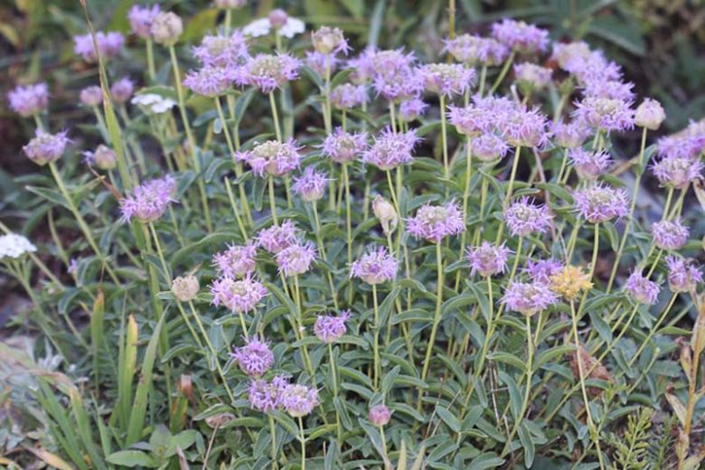 Monardella odoratissima, Alpine Mountainbalm, Coyote Mint, Mountain Monardella, Mountain Pennyroyal, Purple Flowers