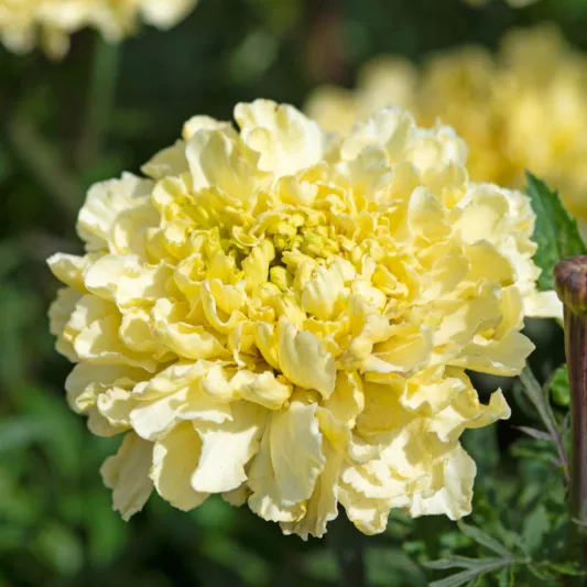 Tagetes erecta Sugar & Spice White, African Marigold Sugar & Spice White, Aztec Marigold Sugar & Spice White, Big Marigold Sugar & Spice White, White Marigold, White Marigolds