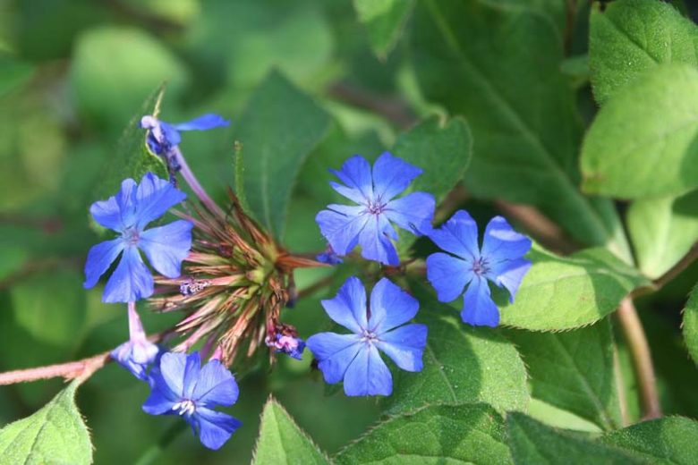 Ceratostigma willmottianum, Chinese Plumbago, Hardy Plumbago, Blue Flowers, Blue Groundcover