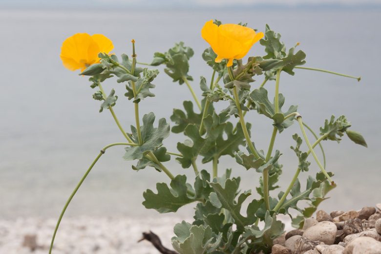 Glaucium flavum , Yellow Horned Poppy, Horned Poppy, Bruisewort, Sea Poppy, Seaside Poppy, Glaucium luteum, Yellow flowers, Perennial Poppy, Yellow Poppy