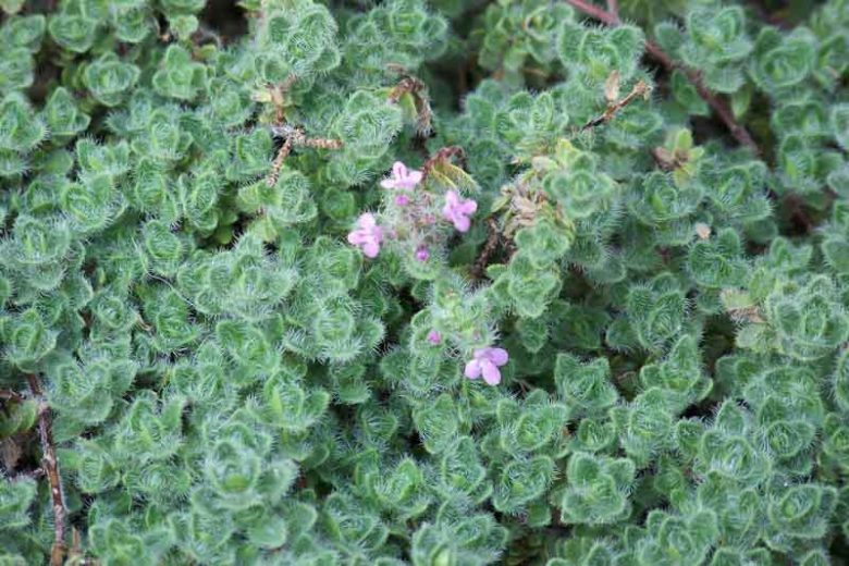 Thymus pseudolanuginosus, Woolly Thyme, Creeping Thyme, Wild Thyme, Coconut Thyme, Thymus drucei, Thymus polytrichus subsp. britannicus 'Coconut', Thymus praecox subsp. arcticus, Thymus woolly, aromatic perennial, fragrant perennial