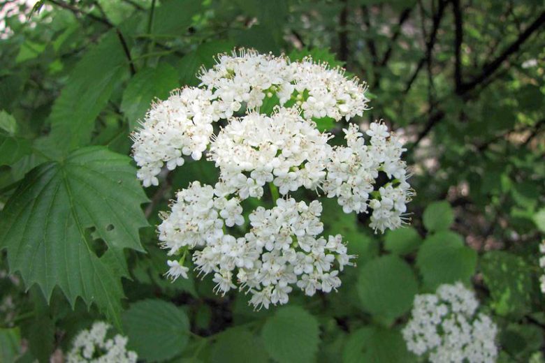 Viburnum dentatum, Southern Arrowwood, American Arrow Wood, Arrow Wood, Shrub with fall color, fall color, shrub with berries, White Flowers, Black berries
