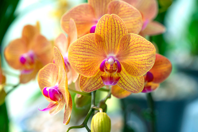 Phalaenopsis, Moth Orchids, Easy Orchids, Fragrant Orchids, Home Orchids