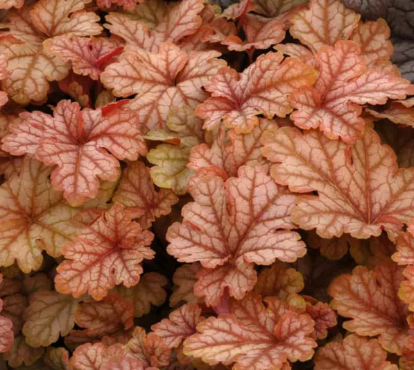 Heucherella 'Honey Rose', Foamy Bells 'Honey Rose, Shade plants, Evergreen perennials, Caramel Heucherella, Caramel Foamy Bells