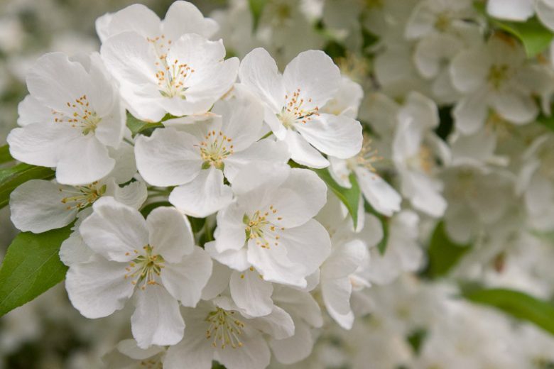 Malus 'Snowdrift', Crabapple 'Snowdrift', Crab Apple 'Snowdrift', Fragrant Tree, Red fruit, red berries, Winter fruits, White flowers,