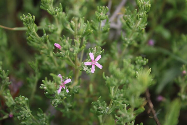 Frankenia salina, Alkali Seaheath, Alkali Heath, Yerba Reuma, Frankenia grandifolia, Frankenia grandifolia var. campestris, Ocimum salinum, California Native Plants
