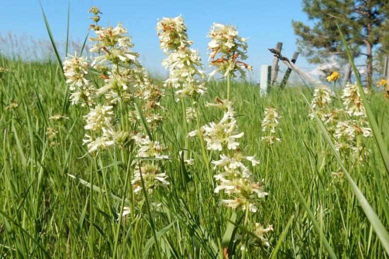 Penstemon confertus, Yellow Penstemon, Yellow Beardtongue
