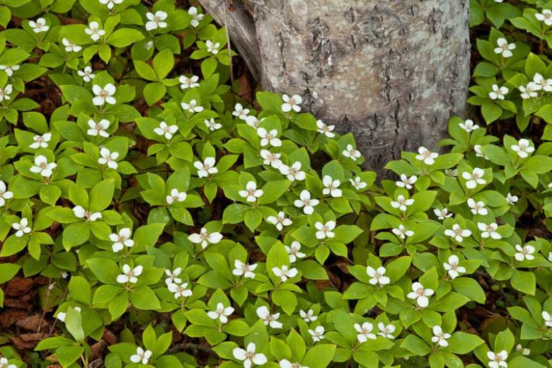 Cornus canadensis, Bunchberry, Bunchberry Dogwood, Canadian Bunchberry, Creeping Dogwood, Crackerberry, Dwarf Cornel, Pudding Berries, Pudding Berry,