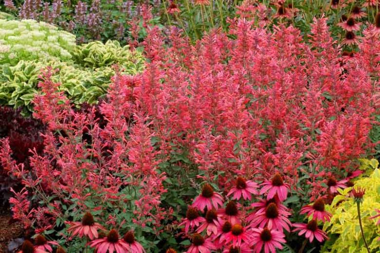 Agastache 'Raspberry Summer', Giant Hyssop 'Raspberry Summer', Hummingbird Mint 'Raspberry Summer', Pink Agastache, Hummingbird Plant, Hummingbird Flowers