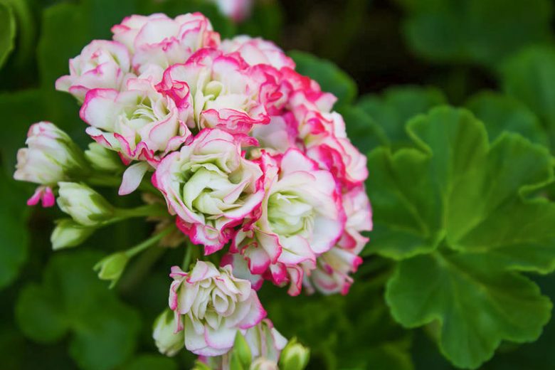 Pelargonium Appleblossom Rosebud, Zonal Geranium 'Appleblossom Rosebud', Fish Geranium 'Appleblossom Rosebud', Horseshoe Geranium 'Appleblossom Rosebud', evergreen perennial, evergreen shrub, pink flowers, Fancy Leaf Geranium 'Appleblossom Rosebud', pink flowers