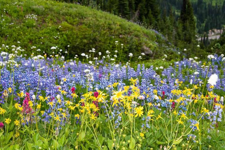 Lupinus latifolius, Broadleaf Lupine, Broad-Leaved Lupine, Bigleaf Lupine, Riverbank Lupine, Lupinus rivularis, Blue Flowers, Blue Perennial