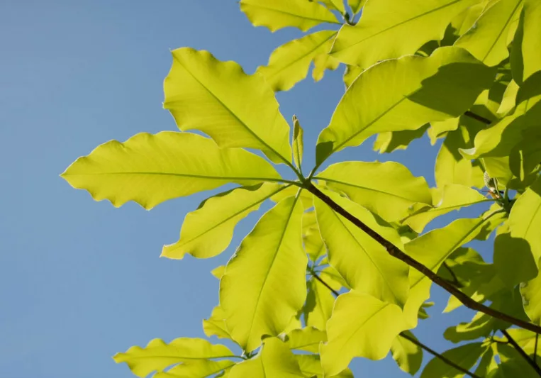 Magnolia macrophylla, Bigleaf Magnolia, Large-Leaved Cucumber Tree, Umbrella Tree