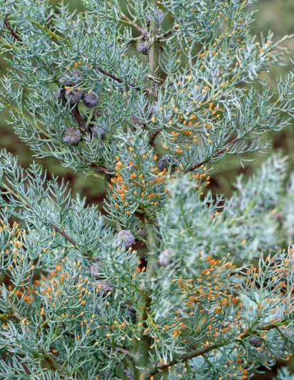 Cupressus arizonica var. glabra 'Blue Ice', Smooth Arizona Cypress 'Blue Ice', Cupressus glabra 'Blue Ice', Evergreen Tree, Evergreen Conifer, Blue Conifer