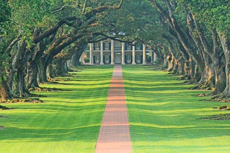 Louisiana Native Plants