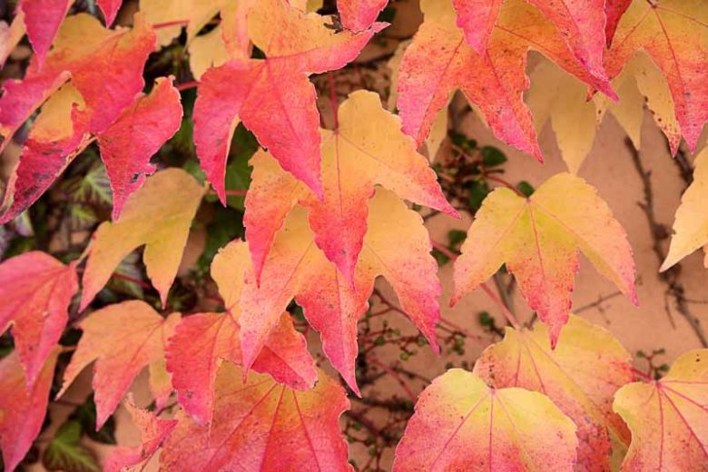 Parthenocissus tricuspidata 'Veitchii', Boston Ivy 'Veitchii', Japanese Creeper 'Veitchii', Japanese Ivy 'Veitchii', Deciduous Vines, Red Vines