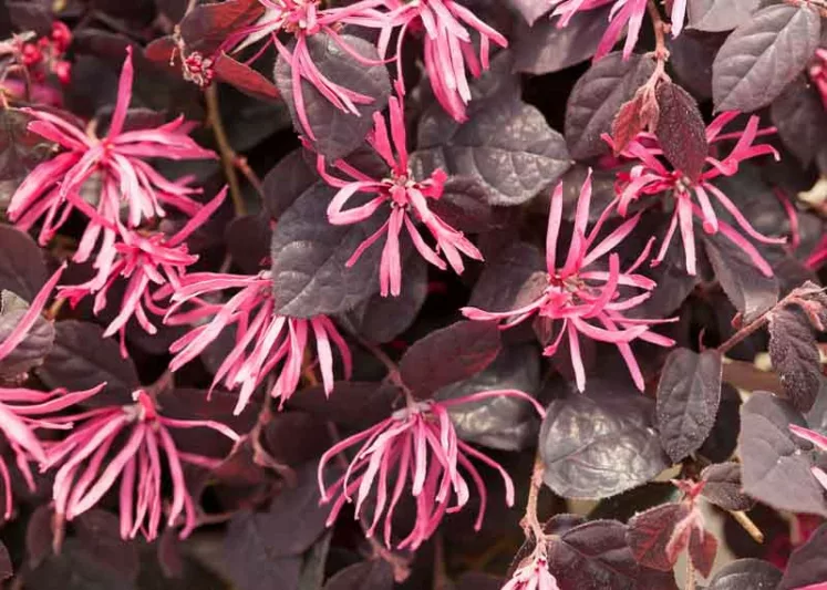 Loropetalum chinense Jazz Hands® Dwarf Pink, Chinese Fringe Flower Jazz Hands® Dwarf Pink, Jazz Hands Dwarf Pink Chinese Fringe Flower, Loropetalum chinense 'Kurenai', evergreen shrubs, Pink flowers