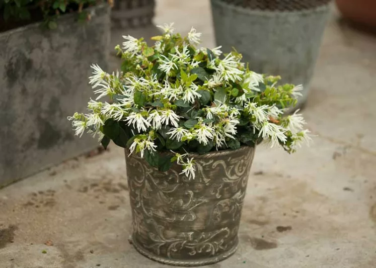 Loropetalum chinense Jazz Hands® Dwarf White, Chinese Fringe Flower Jazz Hands® Dwarf White, Jazz Hands Dwarf White Chinese Fringe Flower, Loropetalum chinense 'Hakuou', evergreen shrubs, White flowers