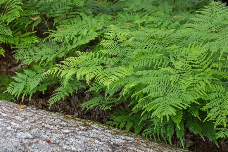 Pteridium aquilinum, Western Bracken Fern, Bracken Fern, Western Bracken, Bracken