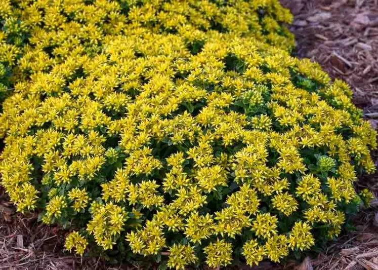 Sedum Autumn Fire, Stonecrop 'Autumn Fire', Sedum telephium 'Autumn Fire', Showy Sedum 'Autumn Fire', Hylotelephium 'Autumn Fire', Pink Sedum, Rose Sedum, Black Sedum