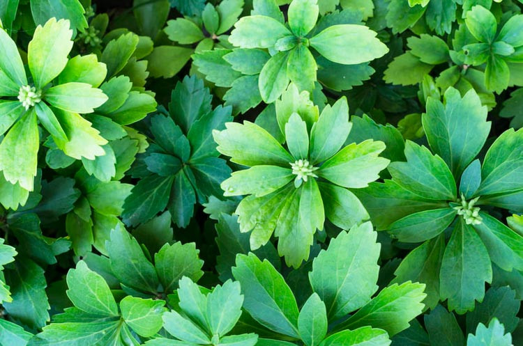 Pachysandra Terminalis , Japanese Spurge, Variegated Japanese Spurge, Shade perennials, Plants for shade,  Pachysandra, evergreen ground cover, evergreen perennial