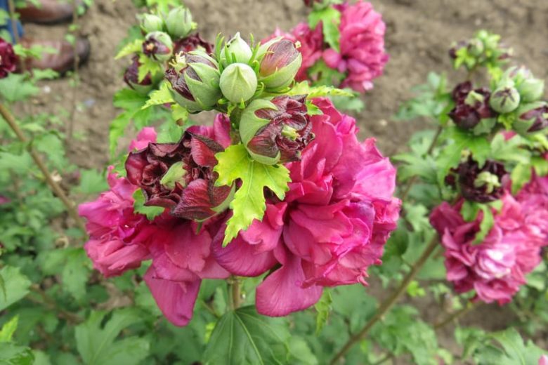 Hibiscus syriacus First Editions® French Cabaret™ Red, Rose of Sharon First Editions® French Cabaret™ Red, Shrub Althea First Editions® French Cabaret™ Red, Flowering Shrub, Red flowers, Red Hibiscus