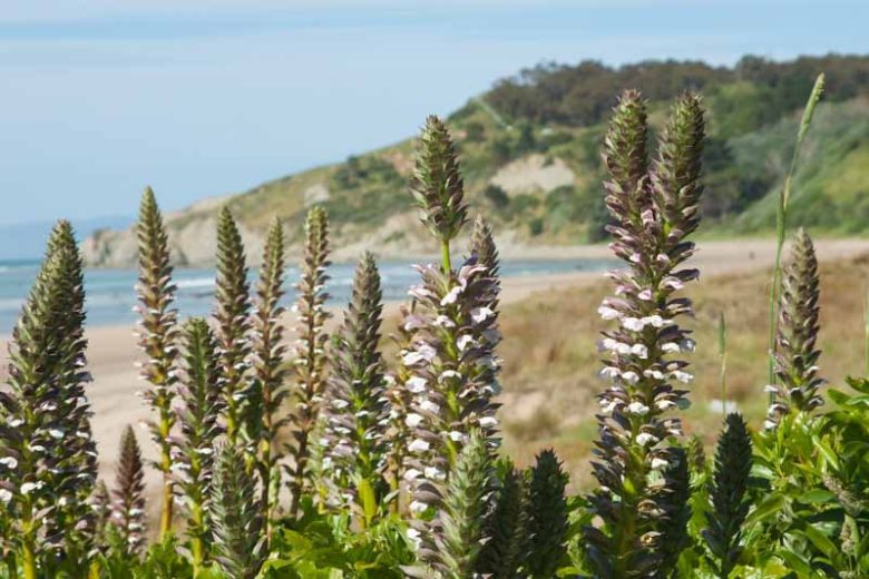 Acanthus mollis, Bear's Breech, Bear's Breeches, Brank Ursine, Common Bear's Breech, Soft-Leaved Bear's Breech, Shade Plants, Perennial Plants, Shade Perennials