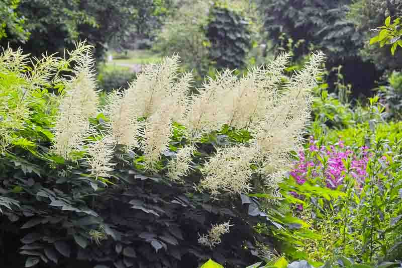 Aruncus, Goat's Beard, Goatsbeard, Aruncus aethusifolius, Aruncus Sylvestris, Aruncus plumosus, Spirea Aruncus