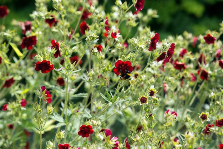 Potentilla thurberi 'Monarch's Velvet', Scarlet Cinquefoil 'Monarch's Velvet', Potentilla 'Monarch's Velvet', Red Potentilla, Red Flowers