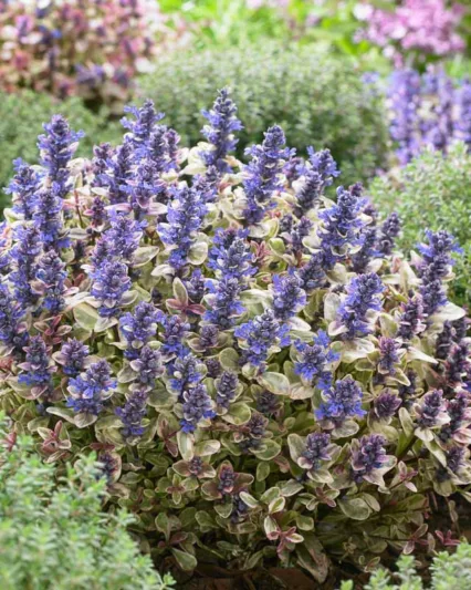Ajuga tenorei Princess Nadia, Bugle Princess Nadia, Ajuga tenorei 'Piotrek01', Bugle 'Piotrek01', Tricolor Ajuga, Tricolor Bugle, Reblooming Ajuga, Reblooming Bugle