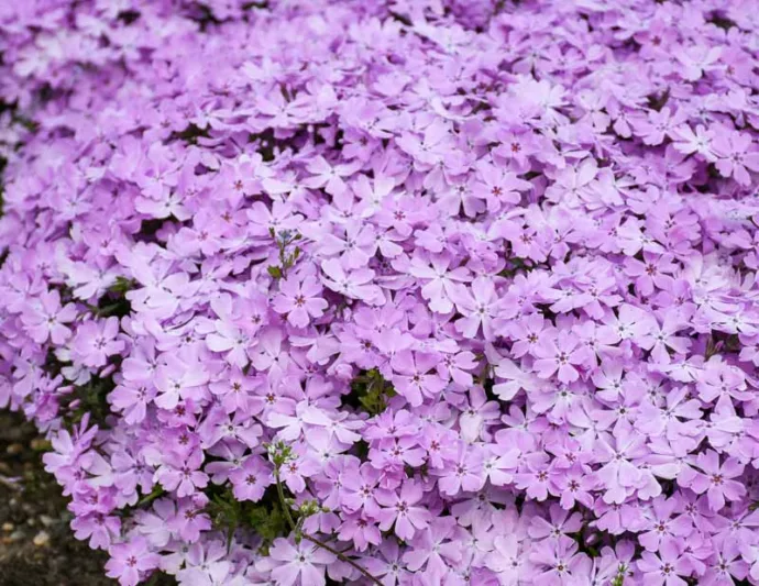 Phlox Subulata 'Pink Sparkles', Phlox 'Pink Sparkles', Alpine Phlox 'Pink Sparkles', Moss Phlox 'Pink Sparkles', Creeping phlox 'Pink Sparkles', Pink Phlox, Pink flowers