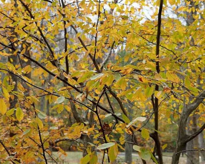 Carpinus caroliniana, American Hornbeam, Blue Beech, Water Beech, Musclewood, Ironwood, Tree with fall color, Fall color, Attractive bark Tree