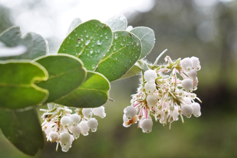 Arctostaphylos manzanita, Common Manzanita, Whiteleaf Manzanita, Big Manzanita, Manzanita, Evergreen Shrub, Hardy Shrub, Shrub with berries