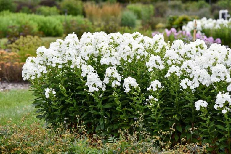 Phlox Paniculata 'Backlight', Phlox 'Backlight', Border Phlox 'Backlight', Fall Phlox 'Backlight, Garden Phlox 'Backlight, Perennial Phlox 'Backlight', Summer Phlox 'Backlight', White phlox, White flowers