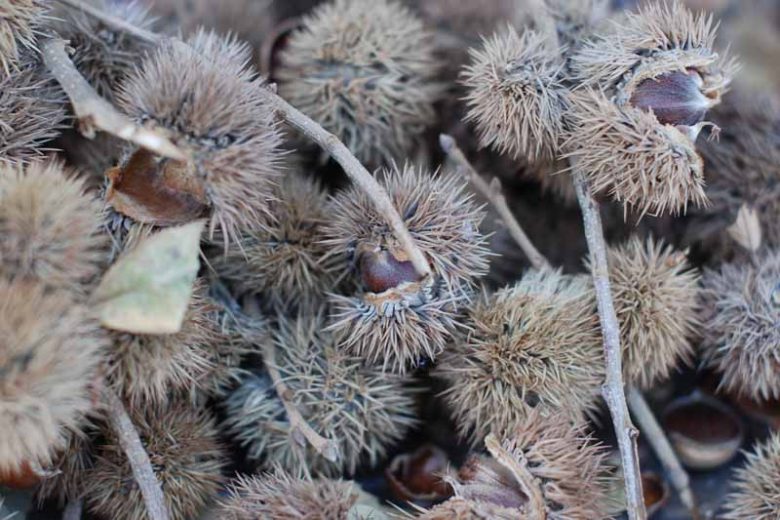 Castanea mollissima, Chinese Chestnut, White Flowers, Chestnut
