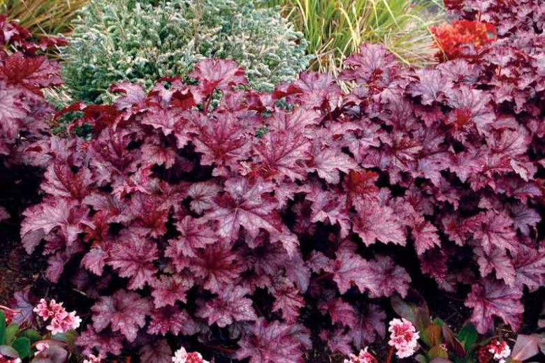 Heuchera Amethyst Myst,  Coral Bells 'Amethyst Myst', Alum Root 'Amethyst Myst', Heuchera 'Amethyst Mist', Coral Bells 'Amethyst Mist', Alum Root 'Amethyst Mist', Shade plants, Evergreen plants, Foliage plant, Purple Foliage