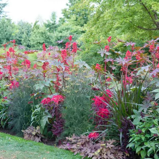 Amaranthus tricolor 'Early Splendor', Amaranthus 'Early Splendor', Chinese Spinach 'Early Splendor', Fountain Plant 'Early Splendor', Joseph's Coat 'Early Splendor', Summer Poinsettia 'Early Splendor'