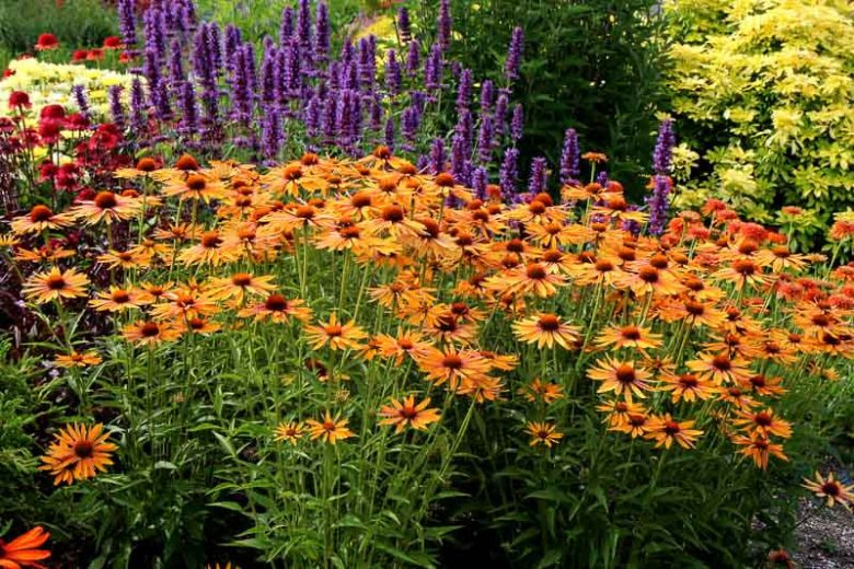 Echinacea Big Kahuna, Big Kahuna Echinacea, Coneflower 'Big Kahuna', Orange coneflower, Orange Echinacea, Orange Flowers, Orange Perennials