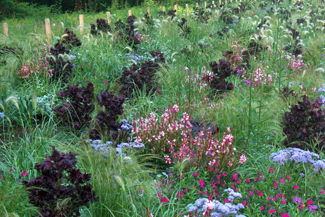 Gaura Lindheimeri 'Siskiyou Pink', Lindheimer's Beeblossom 'Siskiyou Pink', Gaura 'Siskiyou Pink', drought tolerant perennials, Pink Gaura, Pink flowers, deer tolerant flowers